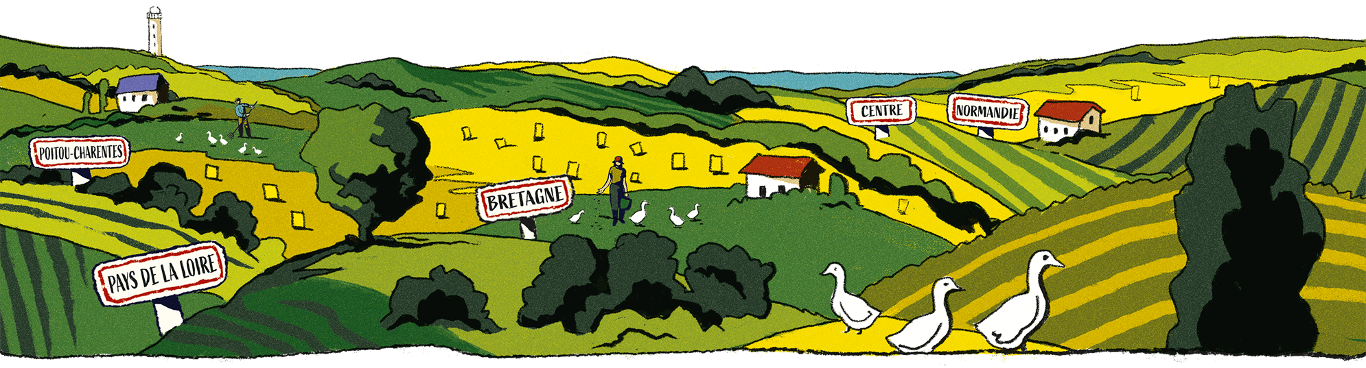 Illustration canards de l'ouest